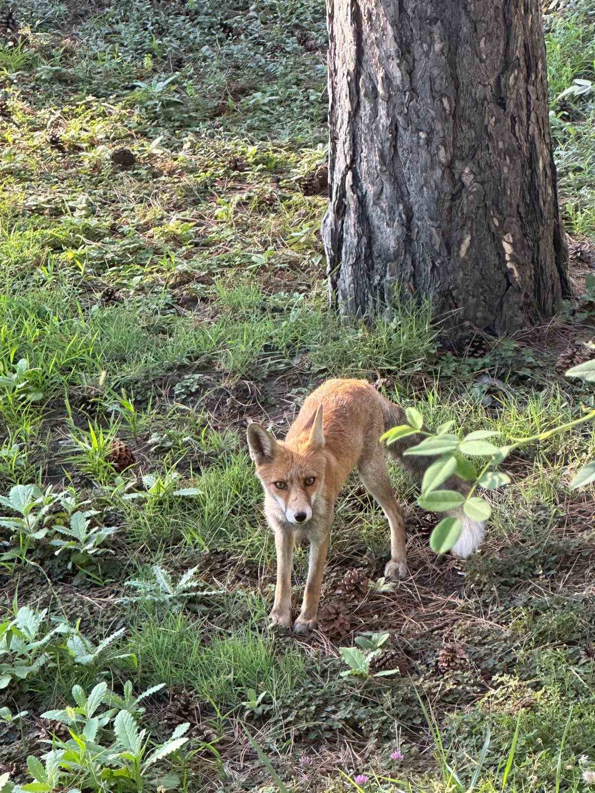 Tavşanlı&rsquo;da maden iş&ccedil;ilerinin tilki ile dostluğu
