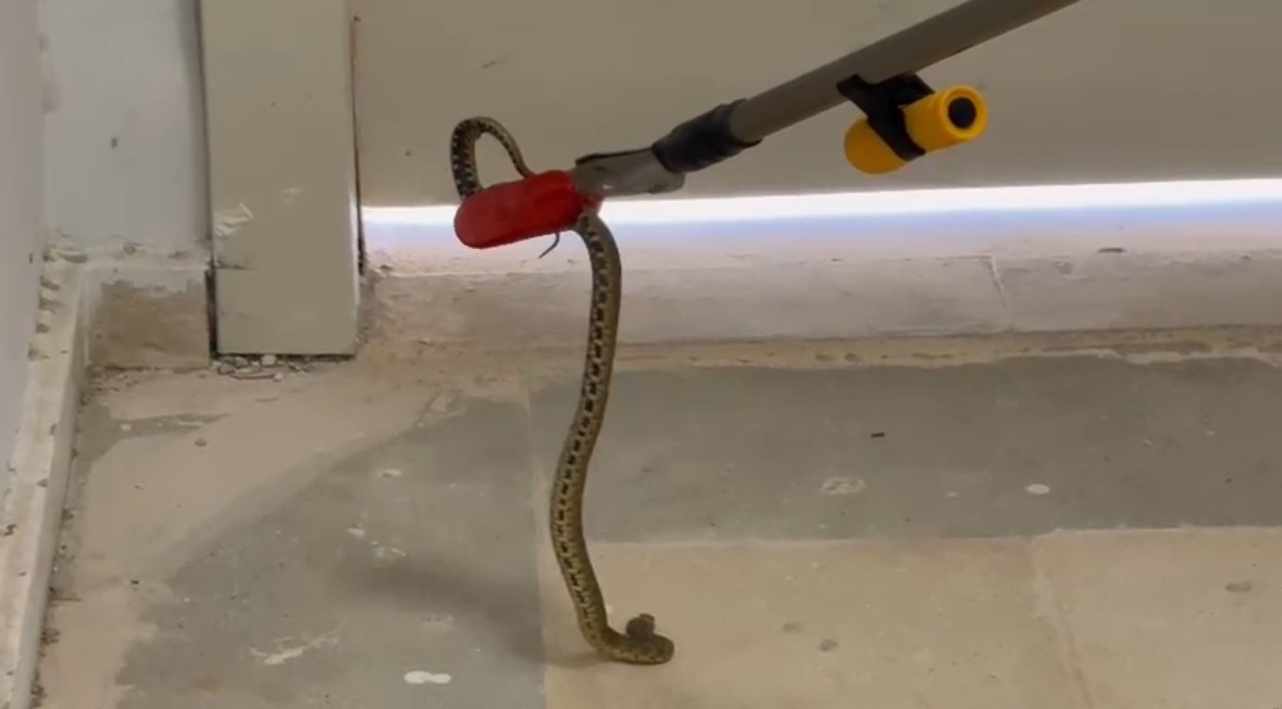 Mardin&rsquo;de diş hastanesine giren yılan ekiplerce doğaya salındı
