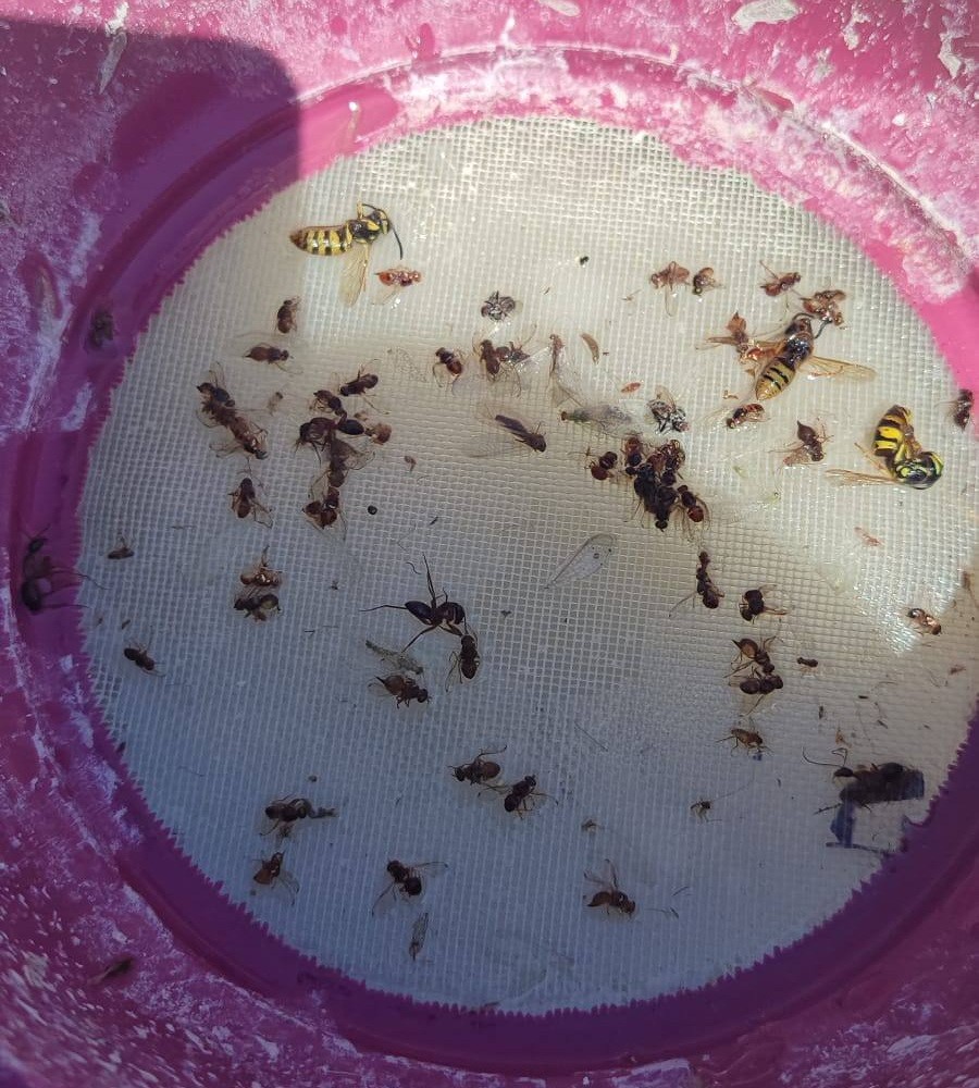 Salihli&rsquo;de &uuml;reticiler &lsquo;zeytin sineği&rsquo;ne karşı bir kez daha uyarıldı
