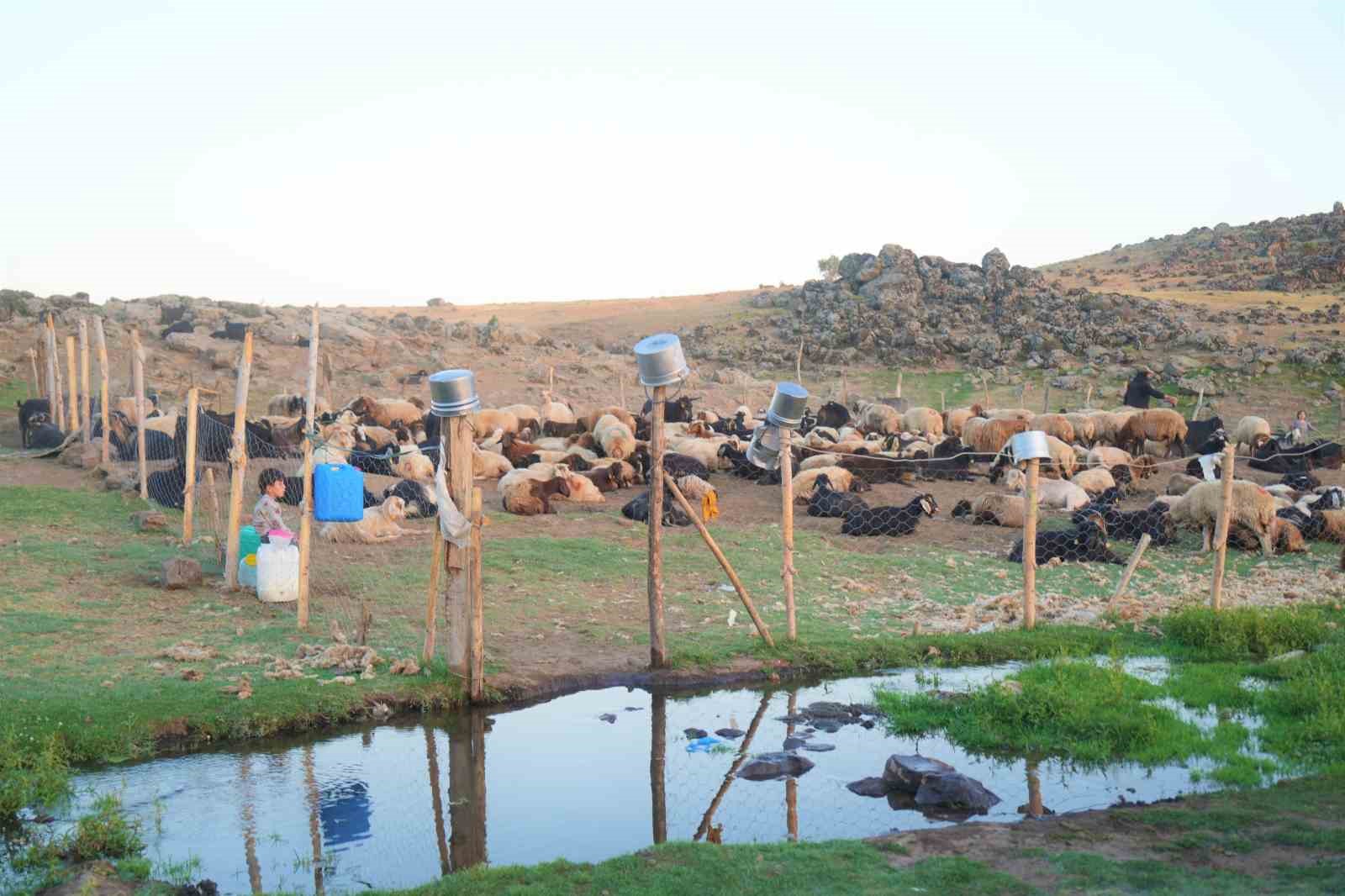 Muşlu Berivanlar teknolojiye ayak uydurdu: Attan indi, motora bindi
