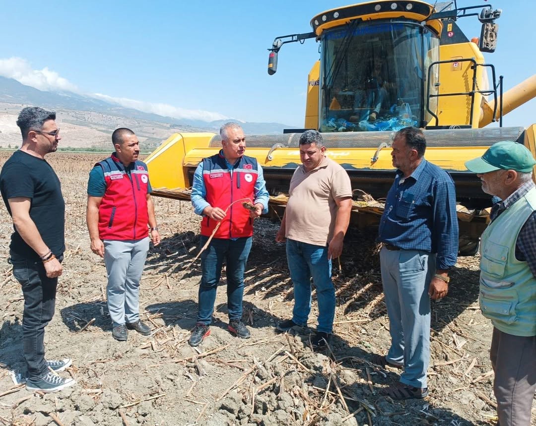 Kırıkhan’da ayçiçeği hasadı başladı