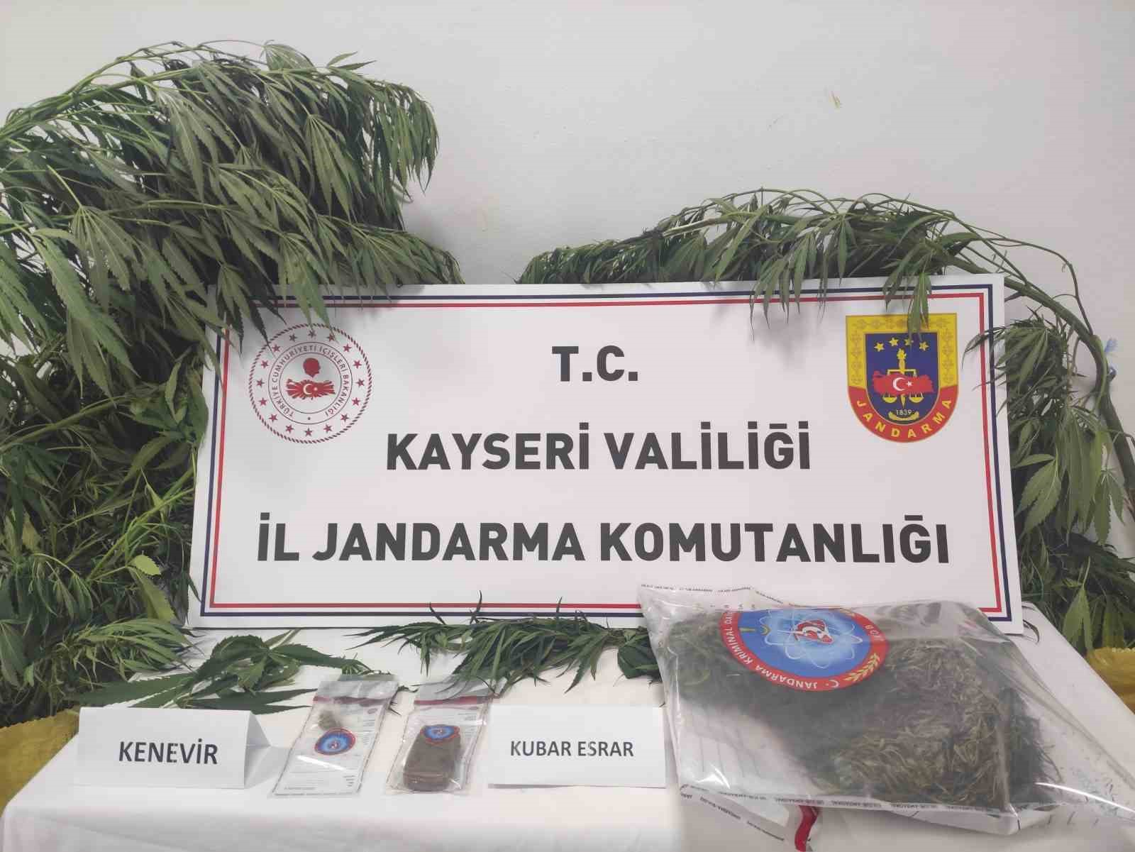Kayseri’de 7 kök kenevir ele geçirildi: 1 gözaltı
