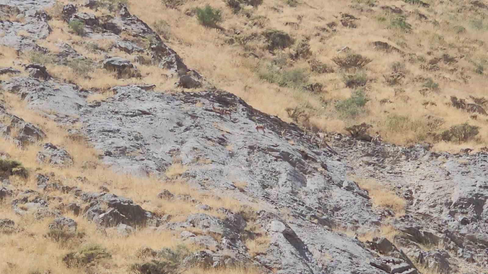 Cilo Dağı’nda dağ keçileri görüntülendi