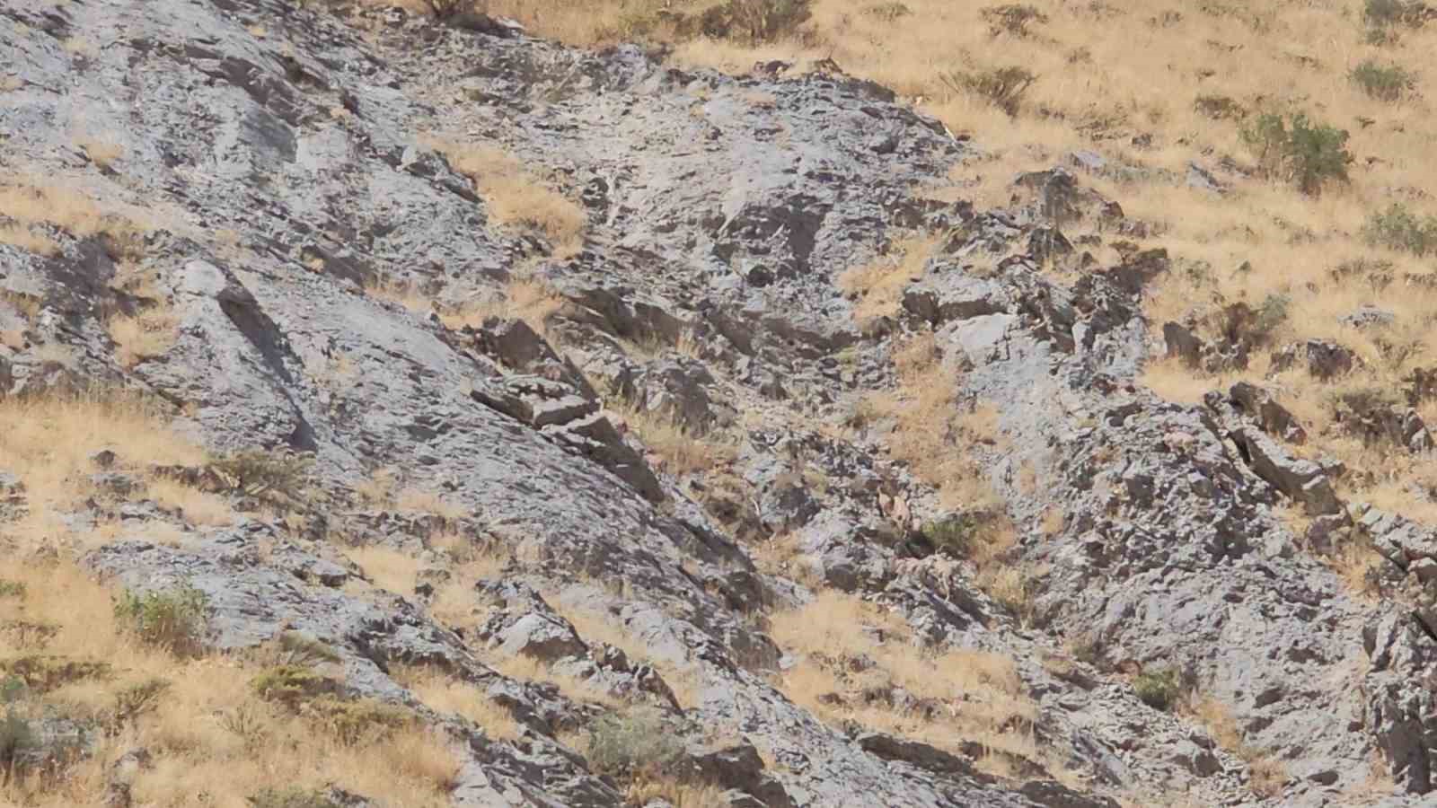 Cilo Dağı&rsquo;nda dağ ke&ccedil;ileri g&ouml;r&uuml;nt&uuml;lendi
