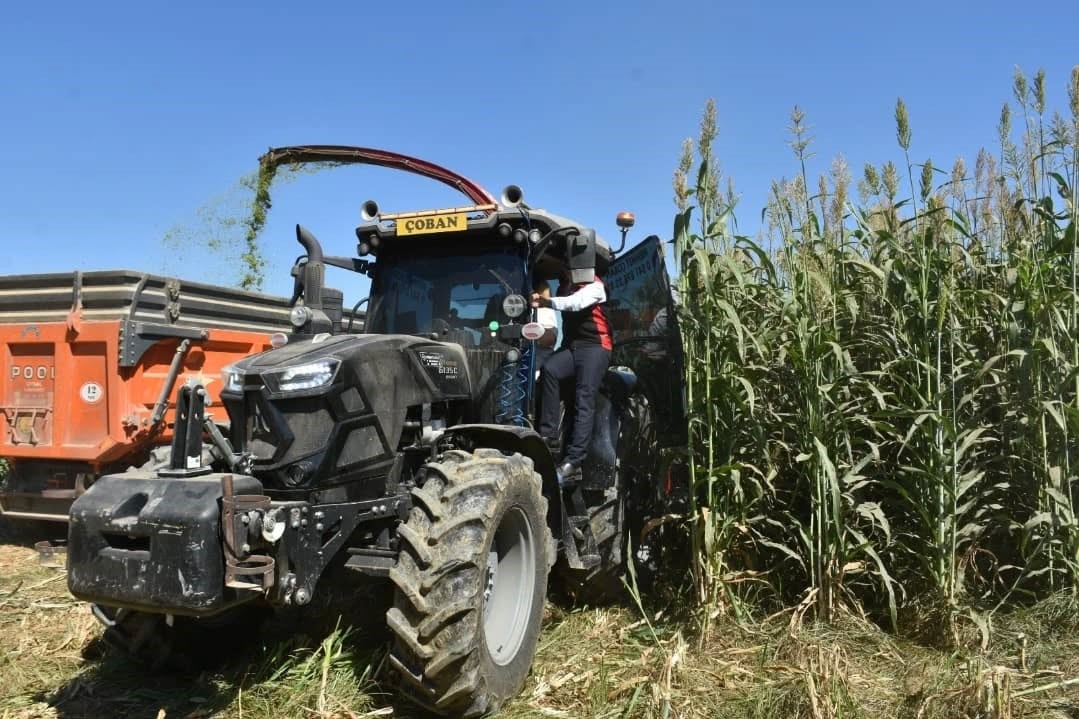 Aydın&rsquo;da kaba yem a&ccedil;ığını kapatacak proje meyvelerini veriyor

