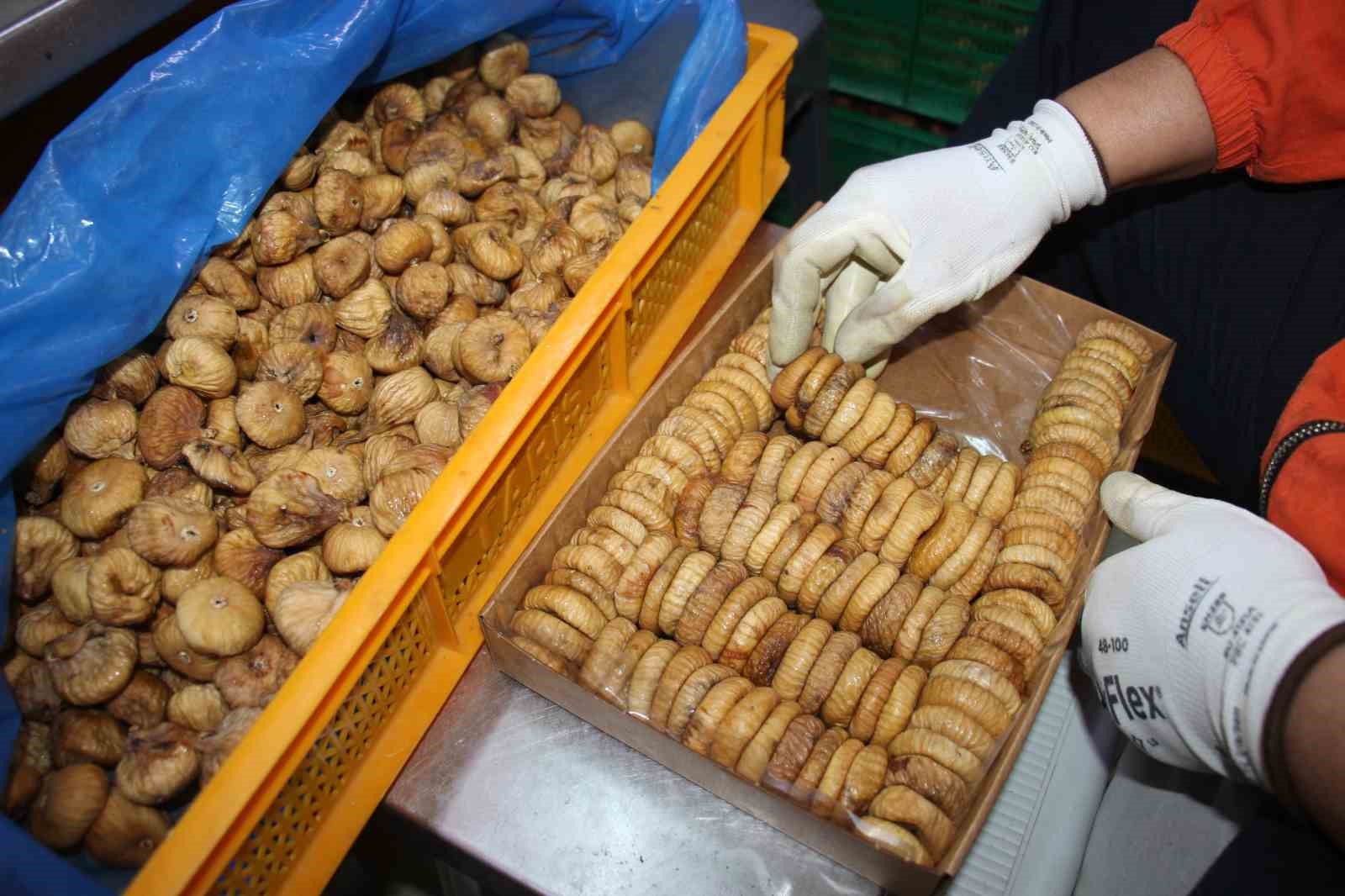 Aydın TARİŞ&rsquo;te incir alım fiyatları belirlendi
