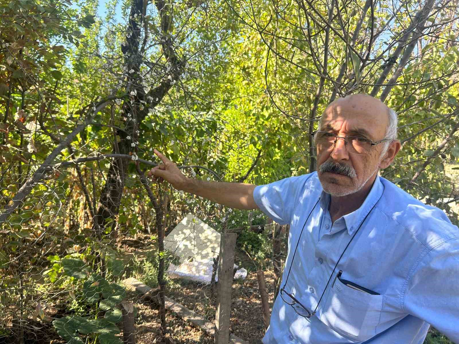 Eskişehir’de erik ağacı ağustosun sonunda çiçek açtı