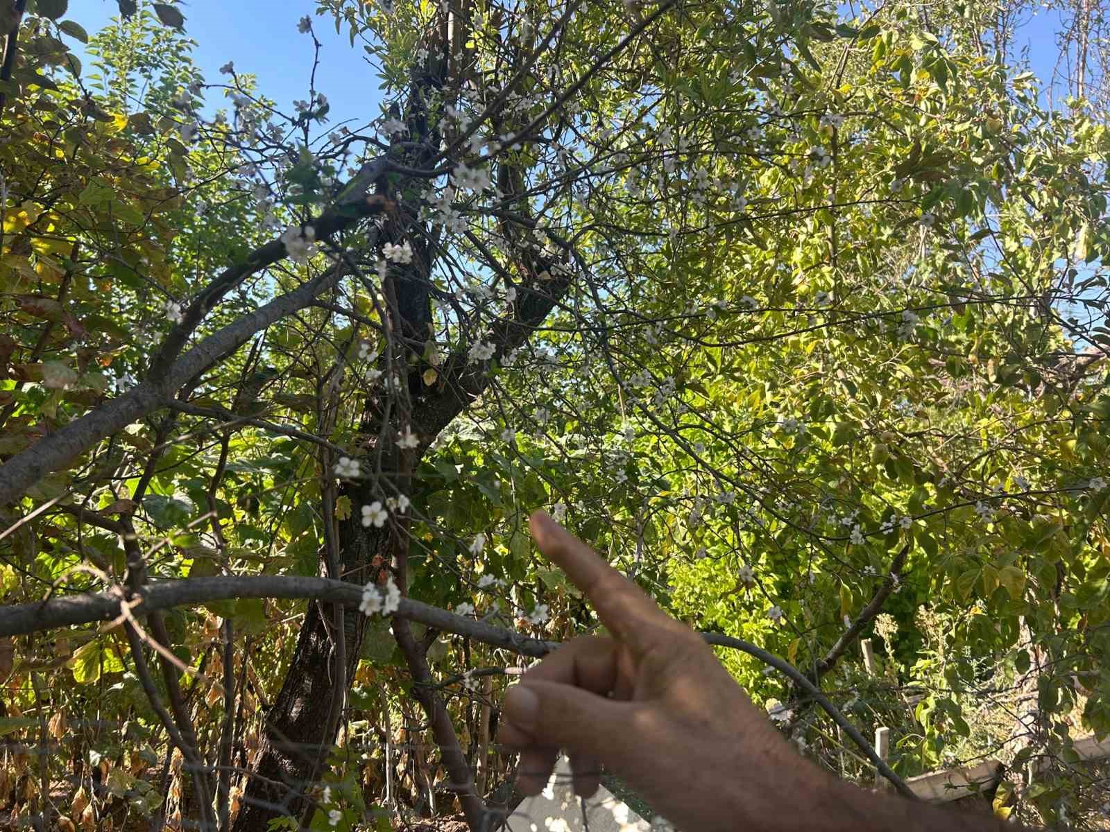 Eskişehir&rsquo;de erik ağacı ağustosun sonunda &ccedil;i&ccedil;ek a&ccedil;tı
