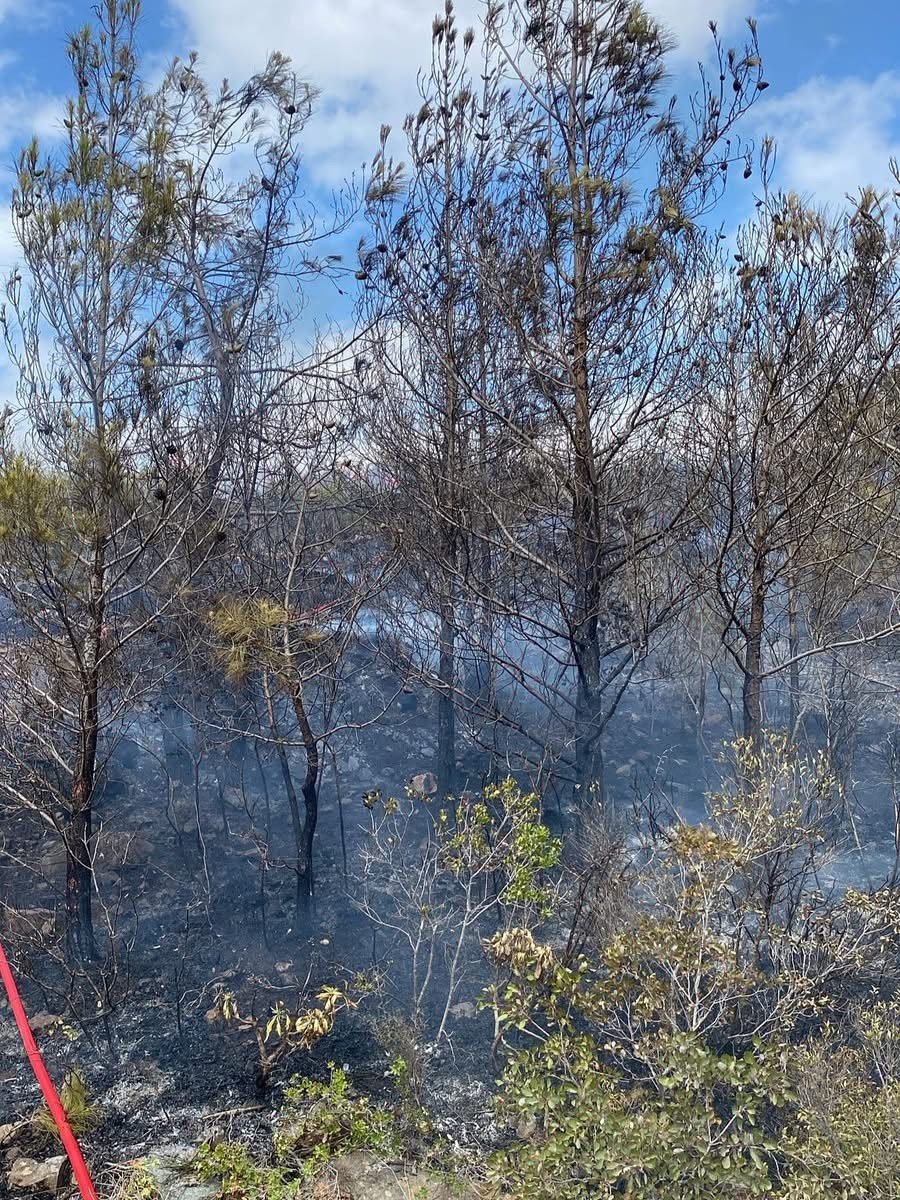 Arsuz’da çıkan orman yangını kontrol altına alındı