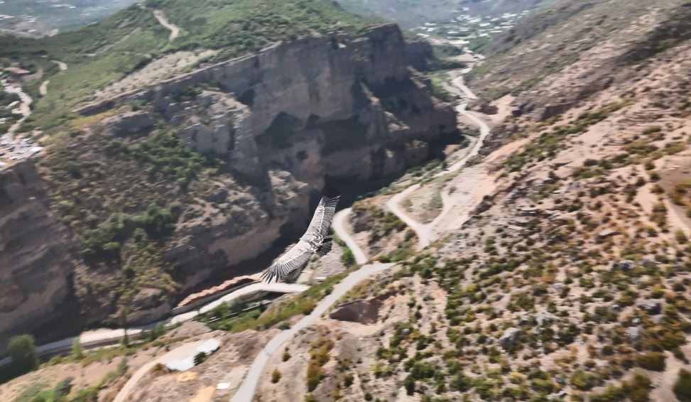 Artvin’de dron kamerasına akbaba takıldı