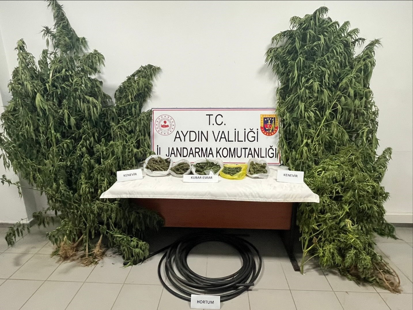 Kestane bahçesinde kenevir yetiştiren şüpheli yakalandı