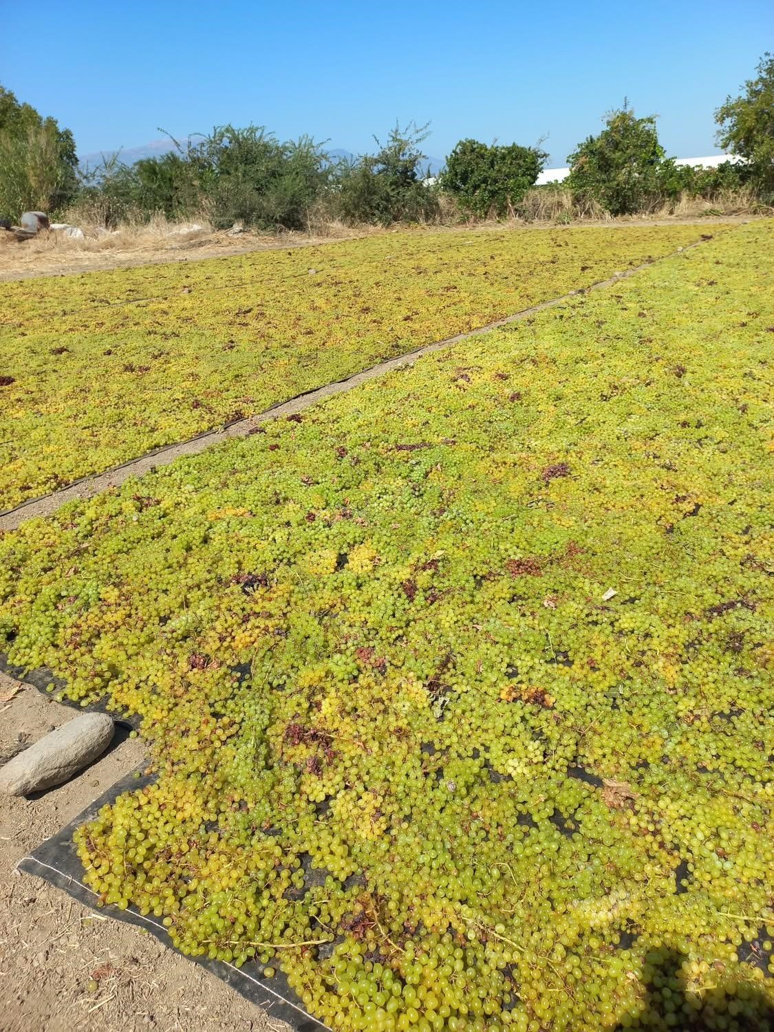 Sarıg&ouml;l ovasında tatlı telaş devam ediyor
