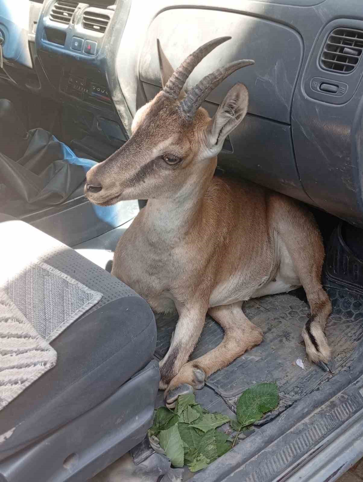 Yaralı yavru dağ keçisi tedavi altına alındı