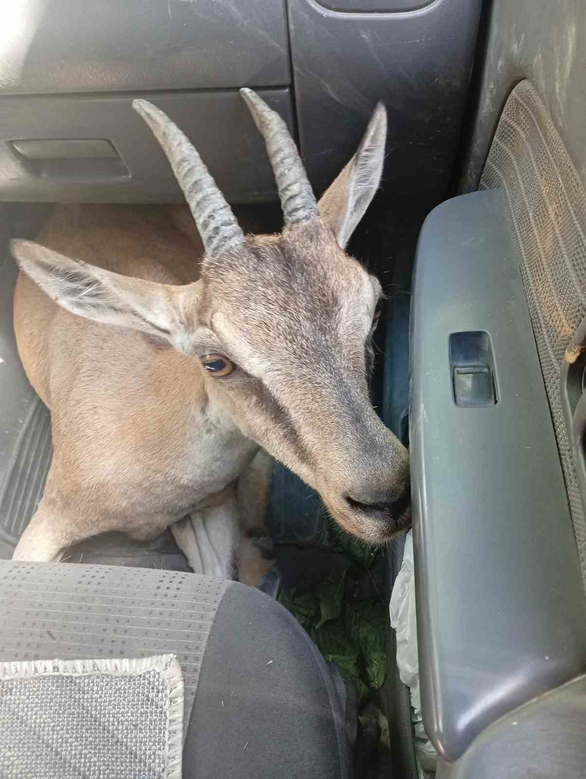 Yaralı yavru dağ ke&ccedil;isi tedavi altına alındı
