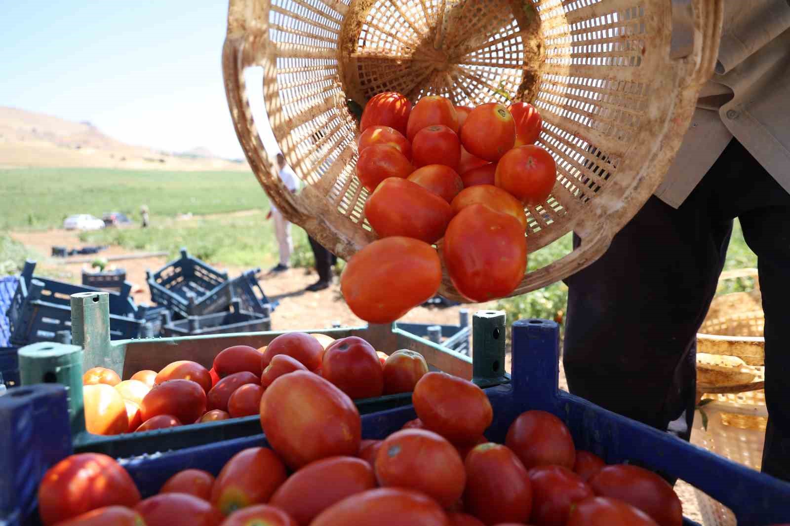 İki bin d&ouml;n&uuml;me domates eken &uuml;retici: "Dışarıda 25 liraya alacağınıza tarladan 8 liraya alın"
