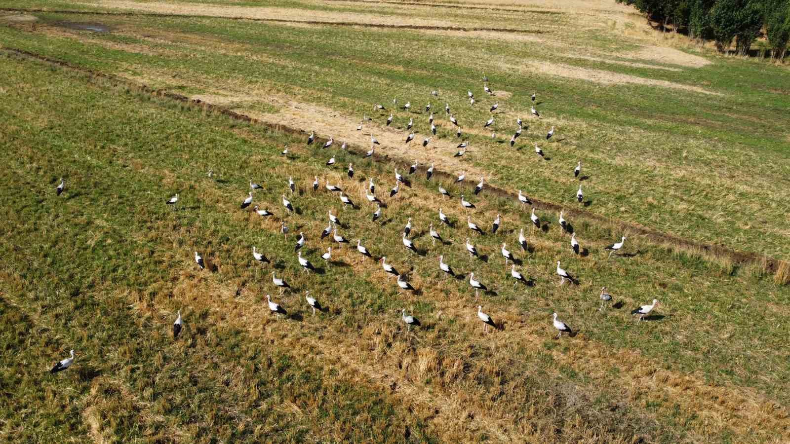Onlarca leylek tarlada beslenirken dronla görüntülendi
