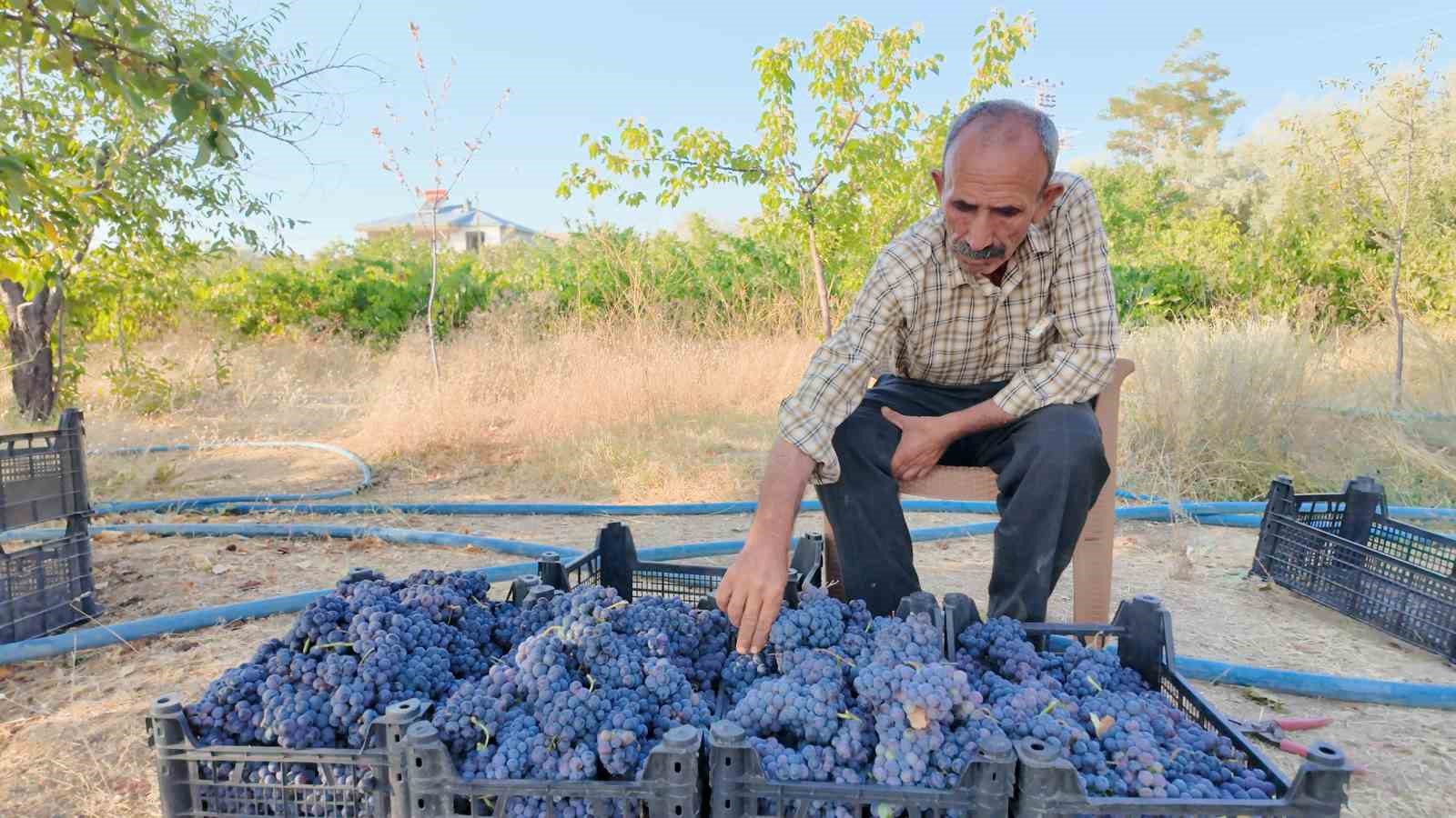 Coğrafi işaretli Erciş üzümünün bağ bozumu başladı
