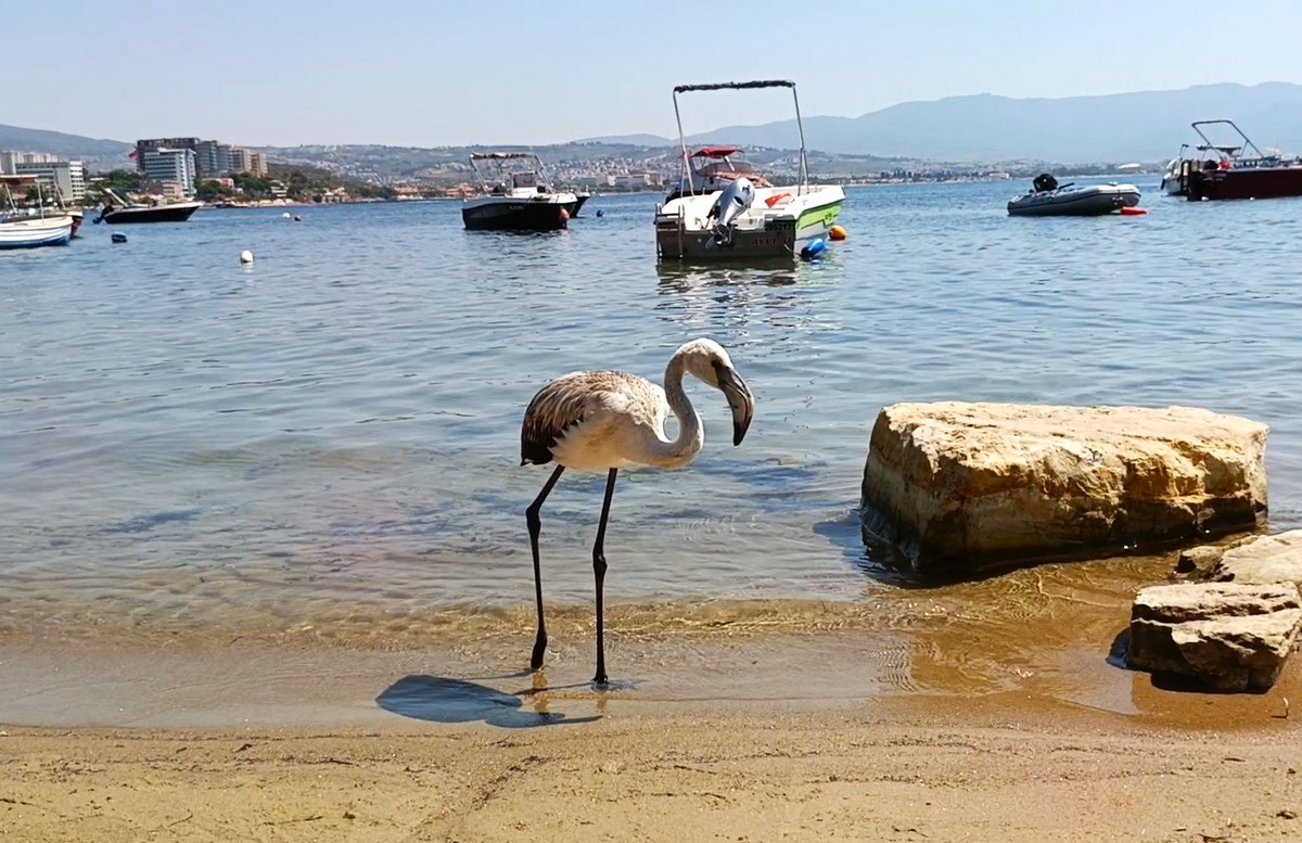 Aydın’da kurtarılan leylek ve flamingo doğaya salındı
