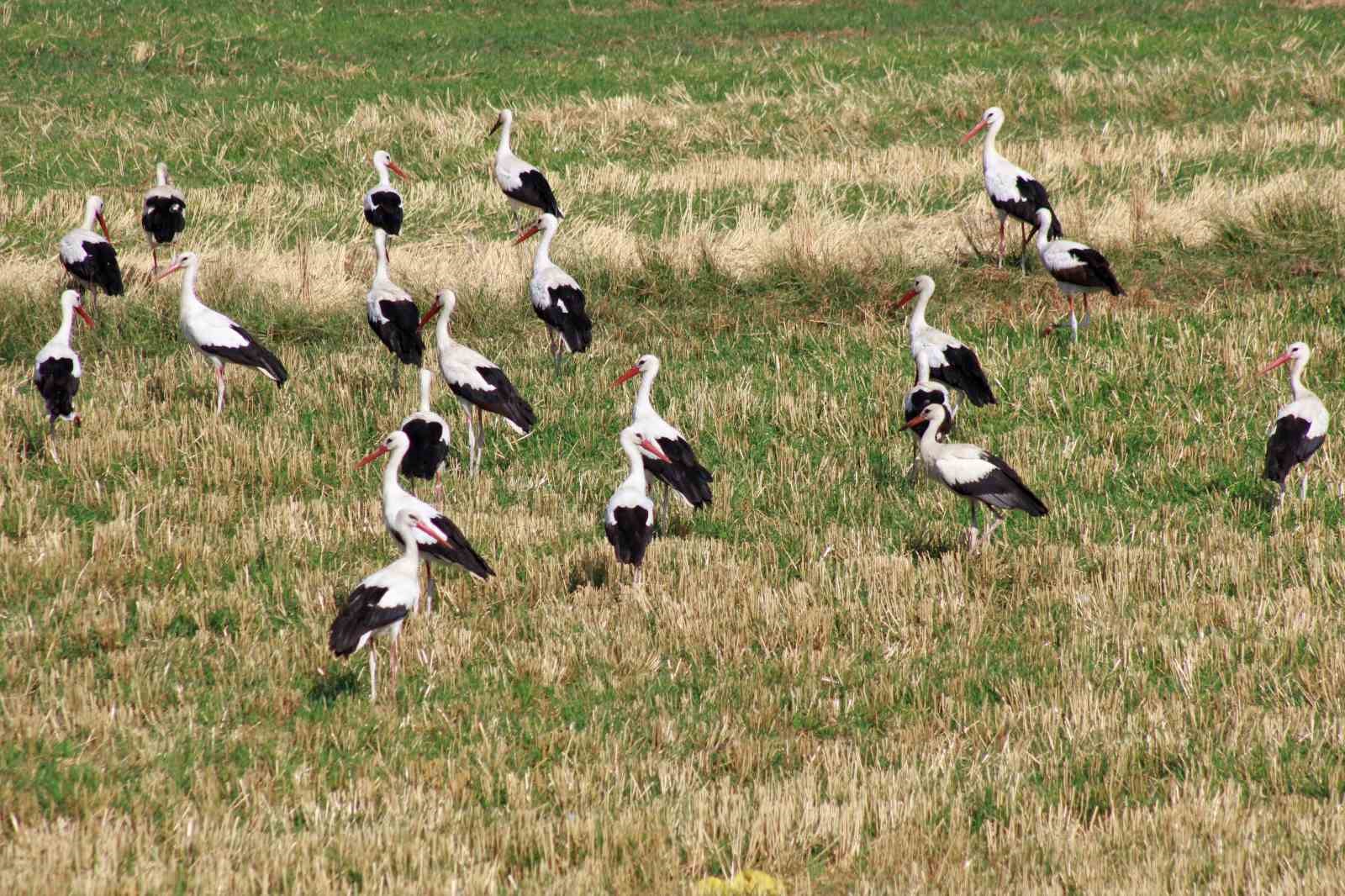 Onlarca leylek tarlada beslenirken dronla görüntülendi