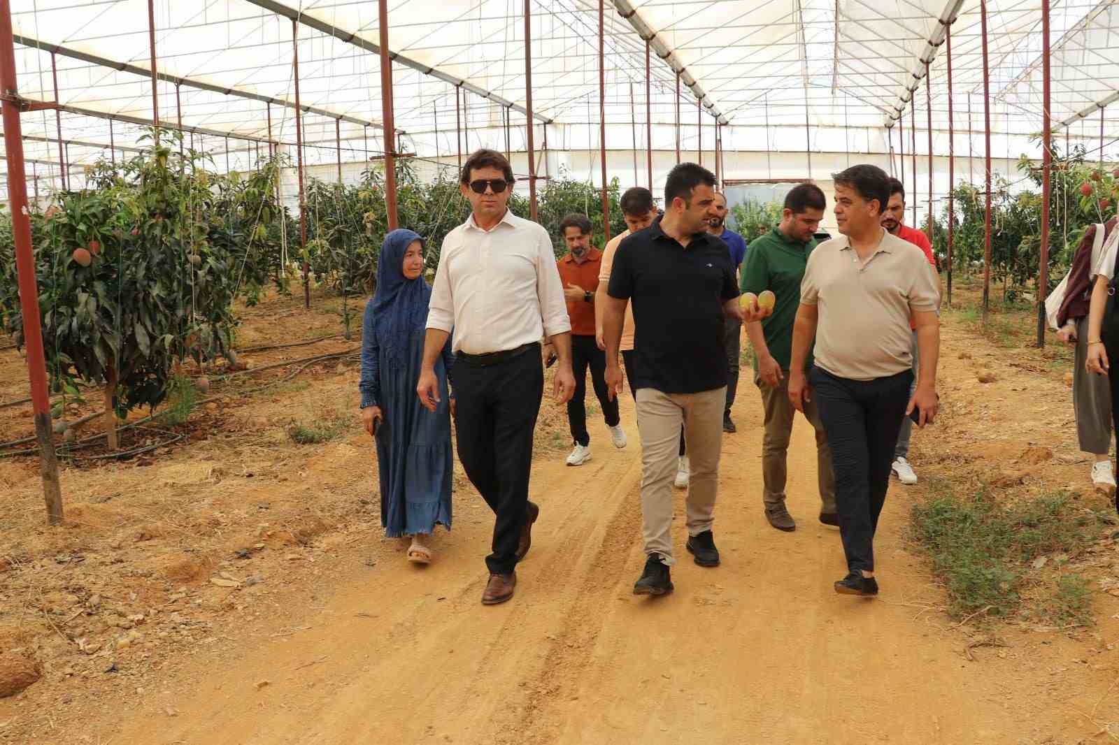 30 yıl &ouml;nce deneme ama&ccedil;lı ilk fidan dikildi, bug&uuml;n 300 d&ouml;n&uuml;mden fazla alanda &uuml;retiliyor
