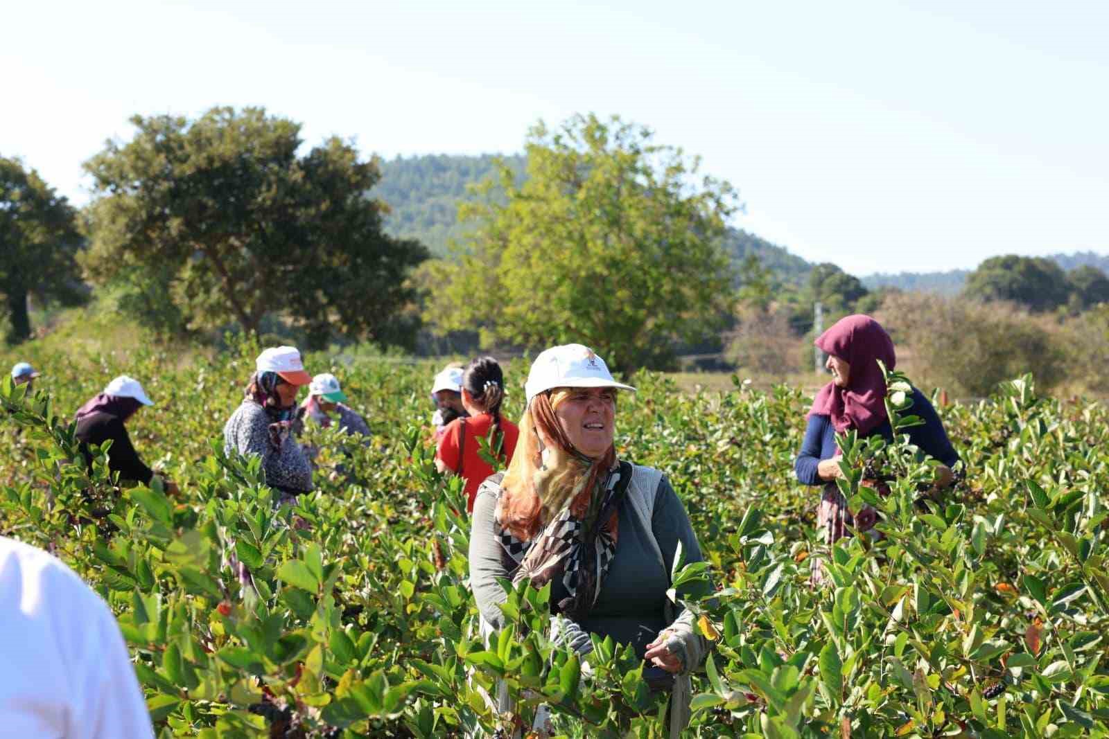 Aronya yetiştiriciliğinde T&uuml;rkiye 3&rsquo;&uuml;nc&uuml;s&uuml; olan &Ccedil;anakkale&rsquo;de ilk hasat ger&ccedil;ekleştirildi
