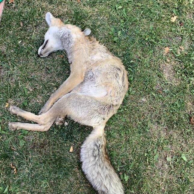 Av b&ouml;lgesi olmayan mahallede t&uuml;fekle tilki vurulduğu iddiası
