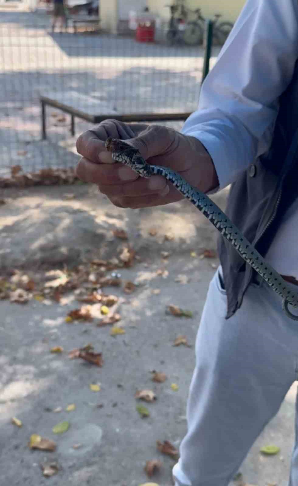 Vatandaştan yılan kurtarma operasyonu
