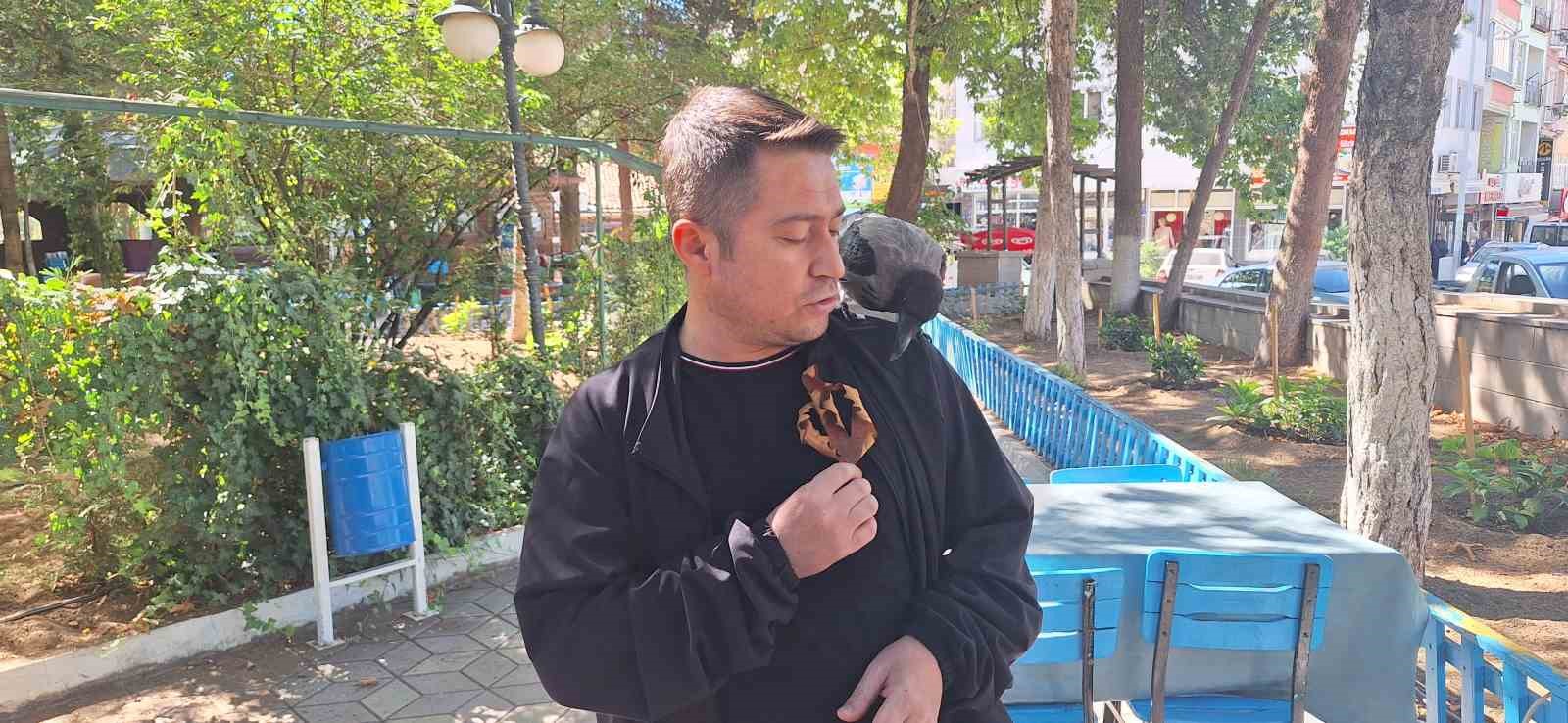 Vatandaşın köpeklerden kurtardığı karga ilçenin maskotu oldu