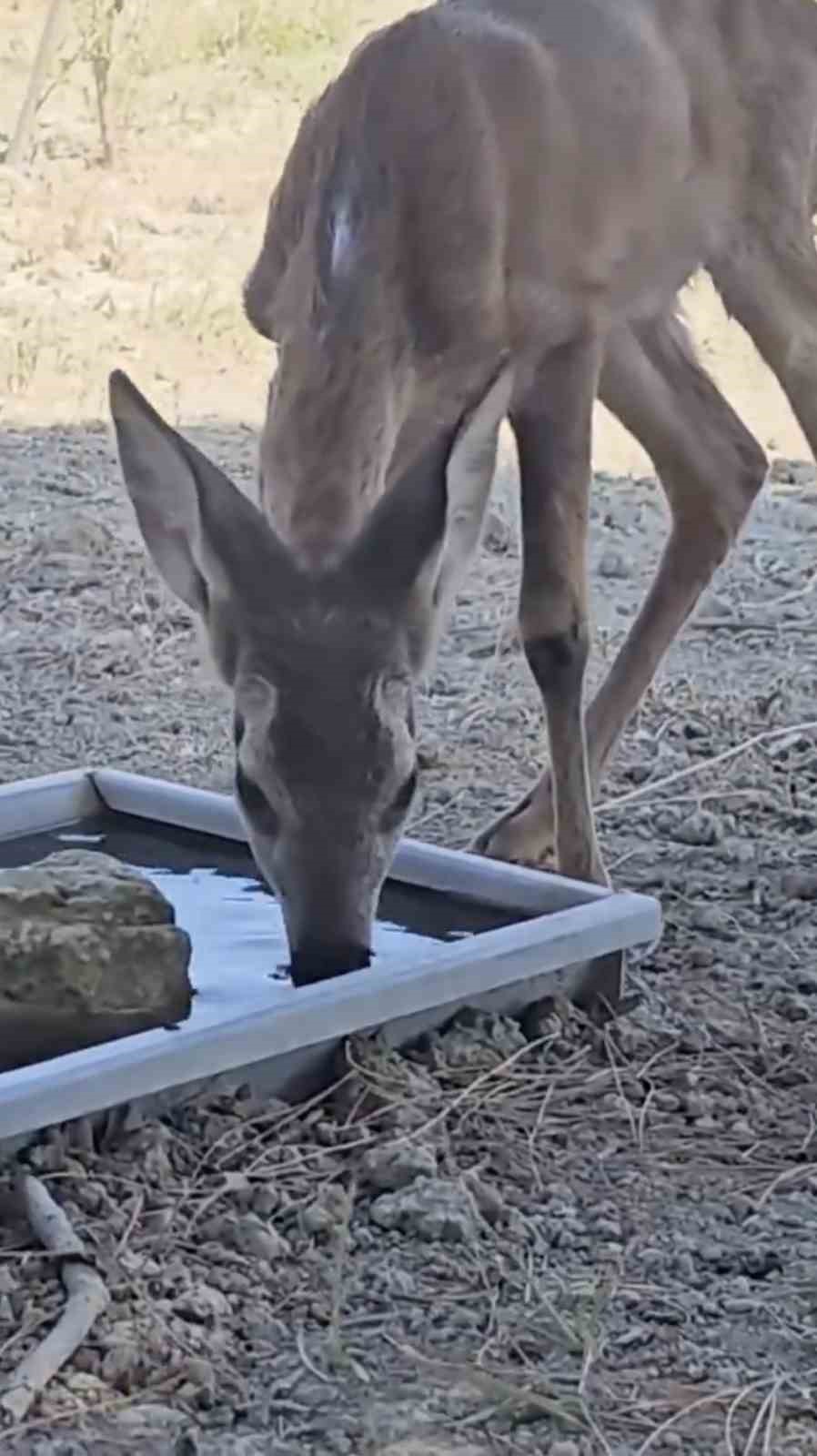 &Ccedil;anakkale&rsquo;deki yangında yaralanan karaca doğal alanına salındı

