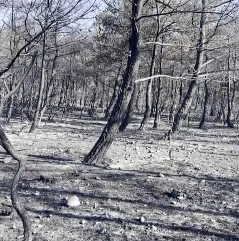 Orman yangınından etkilendiler, &ccedil;&ouml;pleri toplayarak b&uuml;y&uuml;klerine &ouml;rnek oldular

