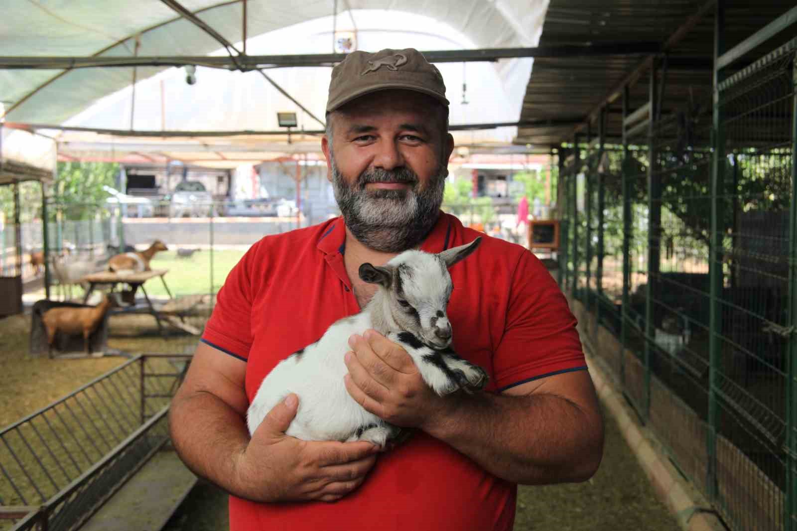 Kafasındaki poşetle sürüye kabusu yaşatan keçinin sahibi: "Poşetin içinde küçük bir delik açmış oradan nefes alabiliyordu"
