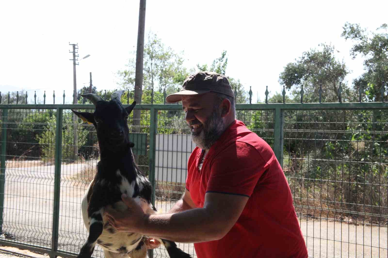 Kafasındaki poşetle sürüye kabusu yaşatan keçinin sahibi: "Poşetin içinde küçük bir delik açmış oradan nefes alabiliyordu"