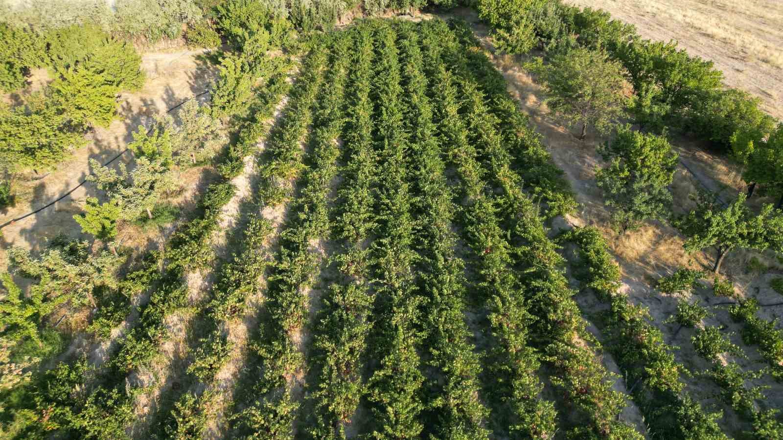 Coğrafi işaretli Erciş üzümünün bağ bozumu başladı