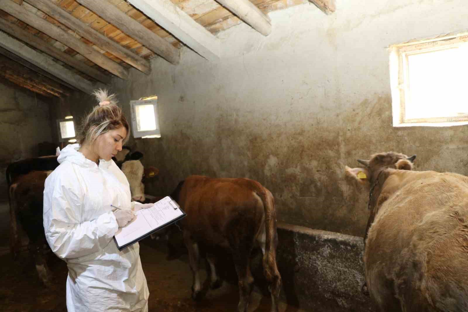 Ağrı’da şap hastalığına karşı aşılama çalışmaları sürüyor