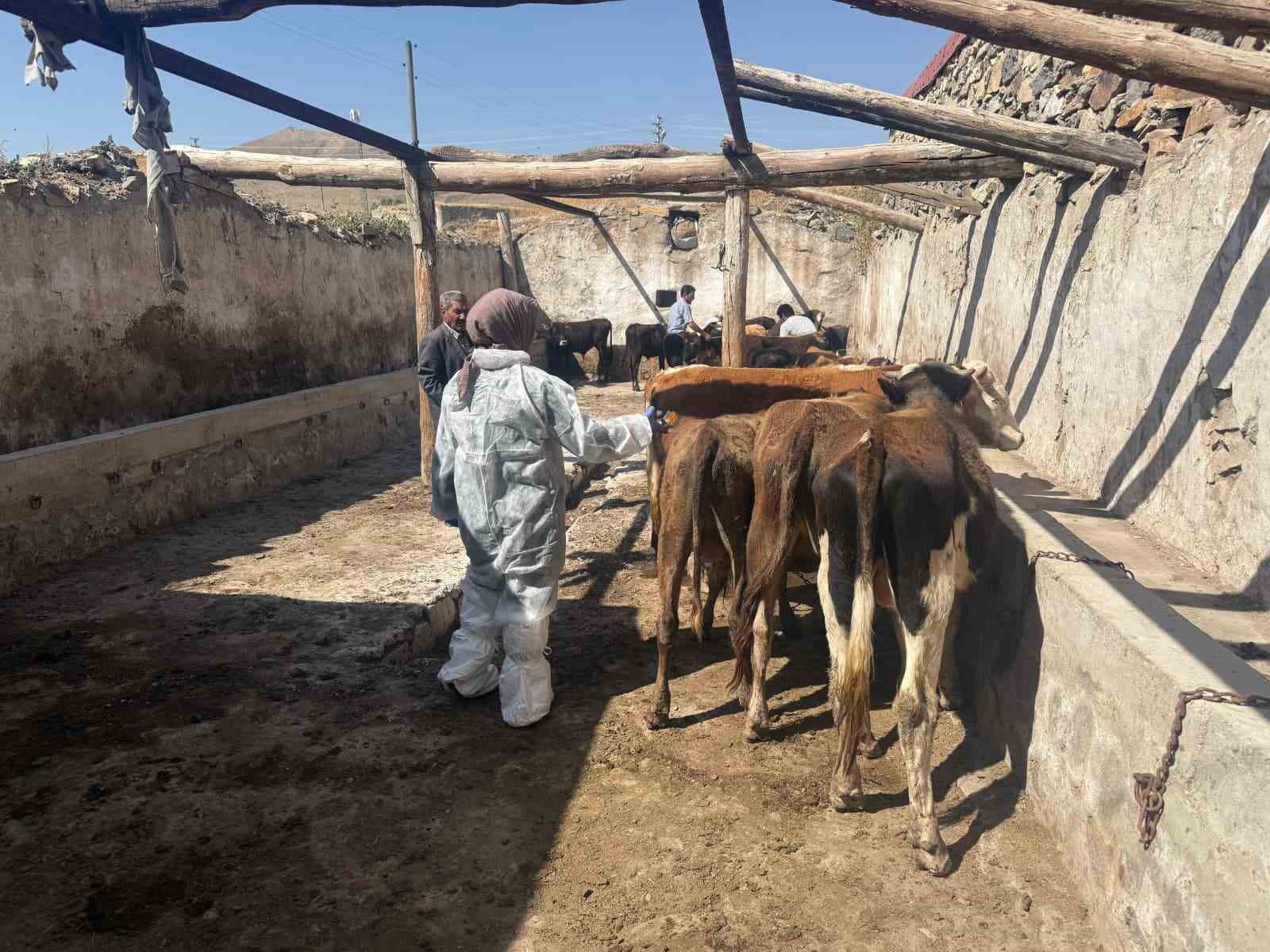 Ağrı&rsquo;da şap hastalığına karşı aşılama &ccedil;alışmaları s&uuml;r&uuml;yor
