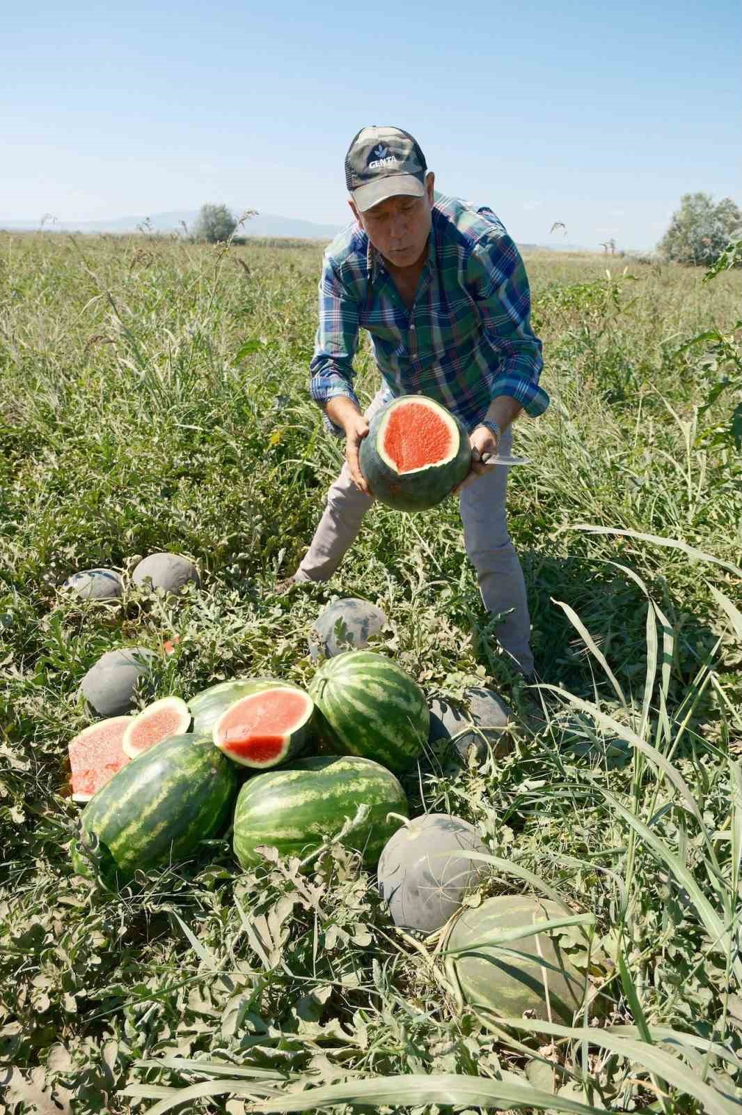 Sözleşmeli ekti 3 bin 500 ton karpuzu tarlada kaldı
