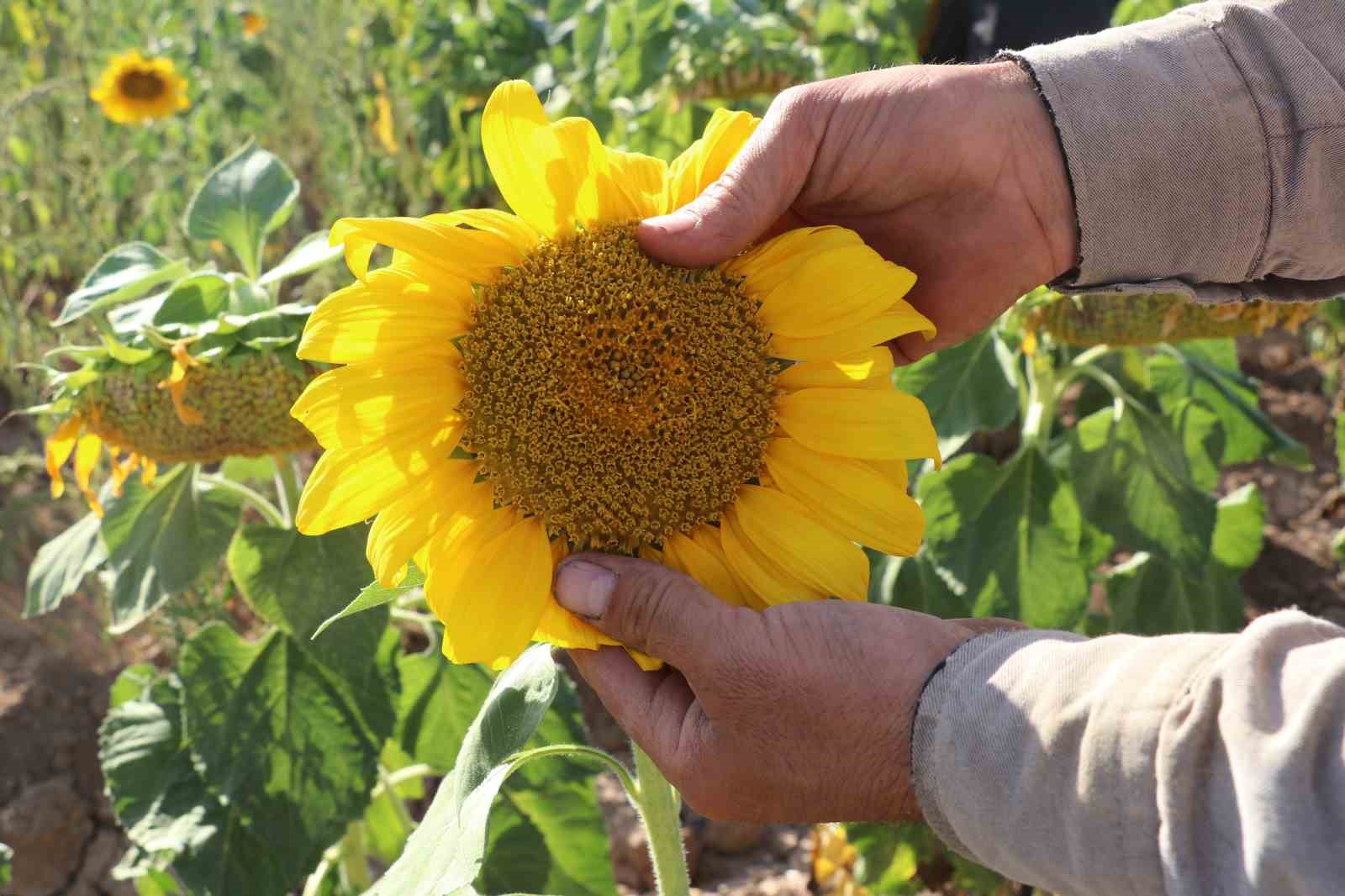 Boynunu eğen g&uuml;nebakanlar, hasat i&ccedil;in g&uuml;n sayıyor

