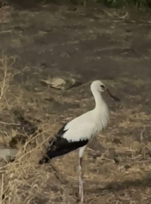 Yaralı leyleklere Başkan &Ccedil;enet&rsquo;ten şefkat eli
