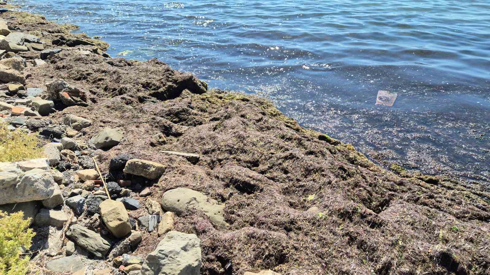 Tekirdağ kıyılarında kızıl yosun ve k&ouml;t&uuml; koku
