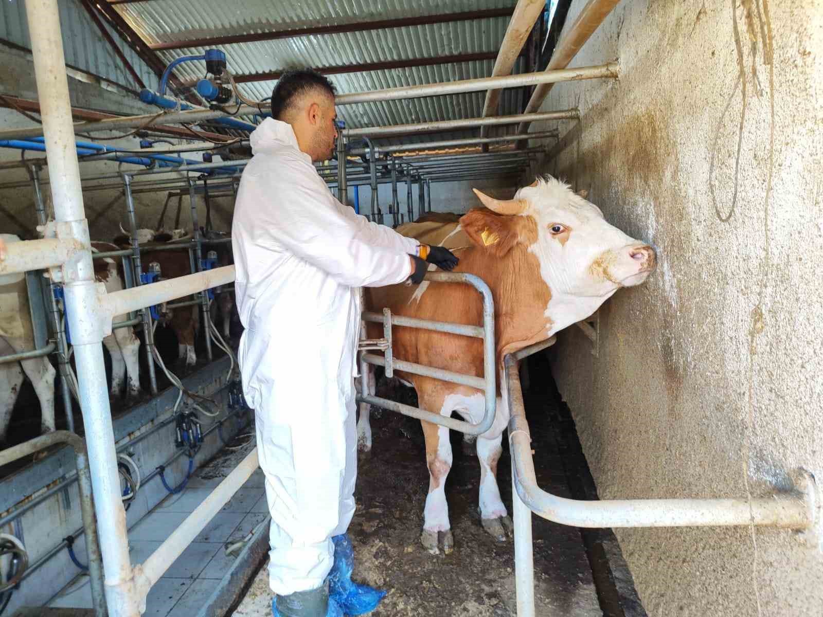 Tokat’ta şap hastalığına karşı kesintisiz mücadele