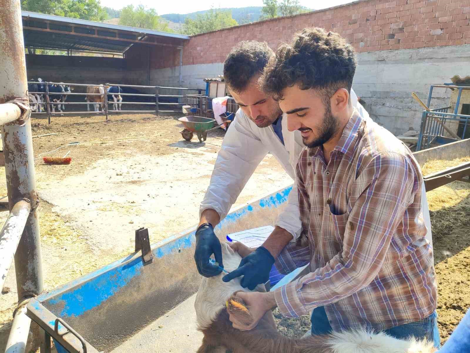 Tokat’ta şap hastalığına karşı kesintisiz mücadele
