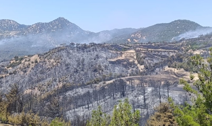 Ot temizlemek isterken ormanı yakan 3 şüpheli gözaltına alındı
