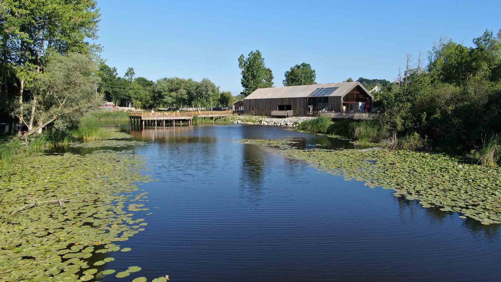 Acarlar Longozu yaz sezonunda ziyaretçi akınına uğradı
