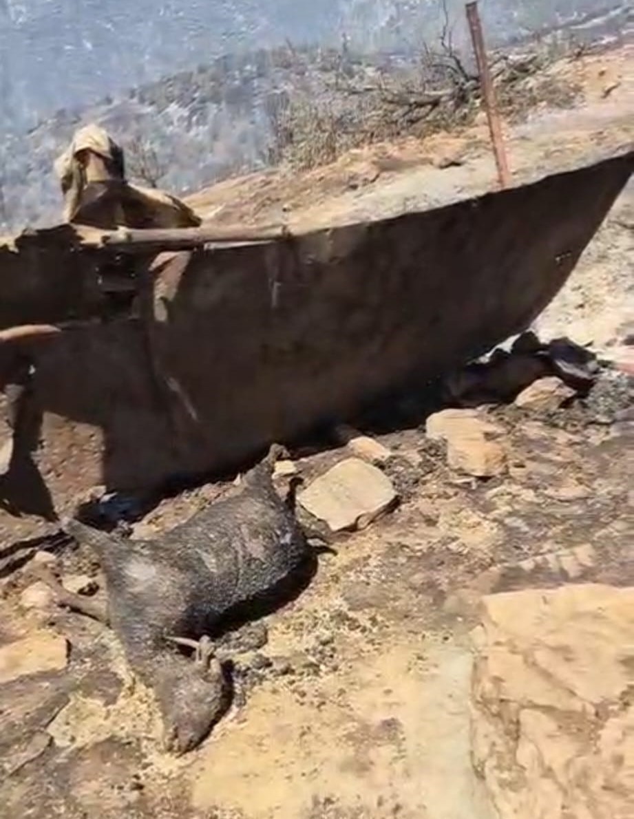 Denizli&rsquo;deki yangın alanında kurtarılamayan bazı hayvanlar telef oldu
