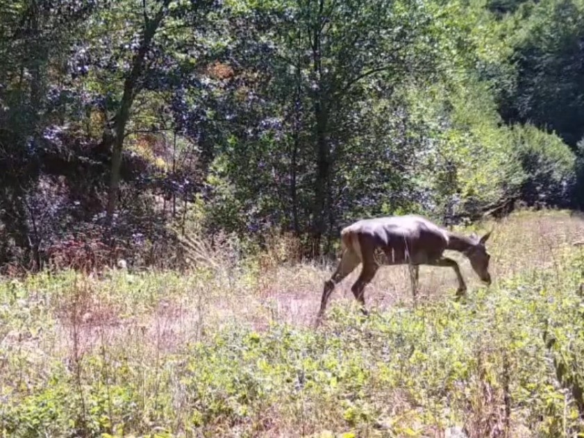 Bolu&rsquo;da nadir g&ouml;r&uuml;len kızıl geyikler g&ouml;r&uuml;nt&uuml;lendi
