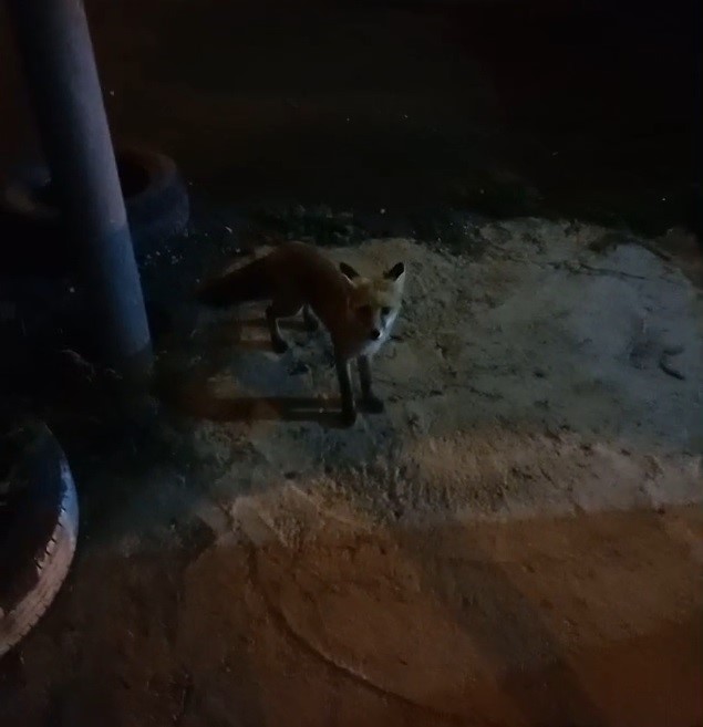 Bayburt&rsquo;taki alabalık tesisinin sadık misafiri &rsquo;Tilki Rıfkı&rsquo; her akşam balık yemeye geliyor
