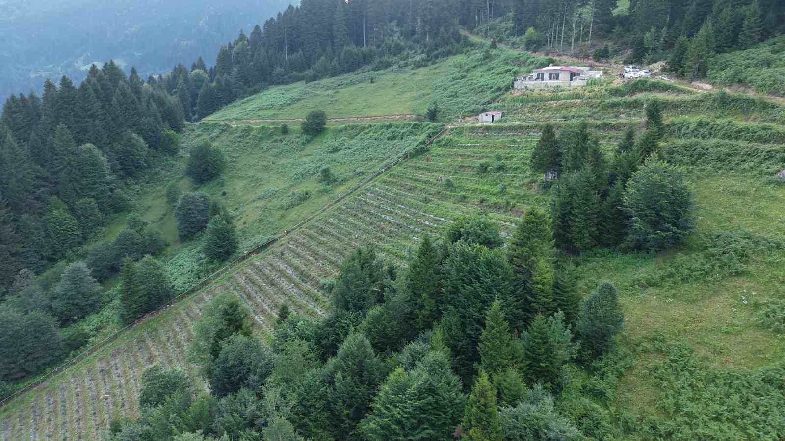 Ormanların arasında bin 500 metrelik rakımda Yaban Mersini bah&ccedil;esi kurdu
