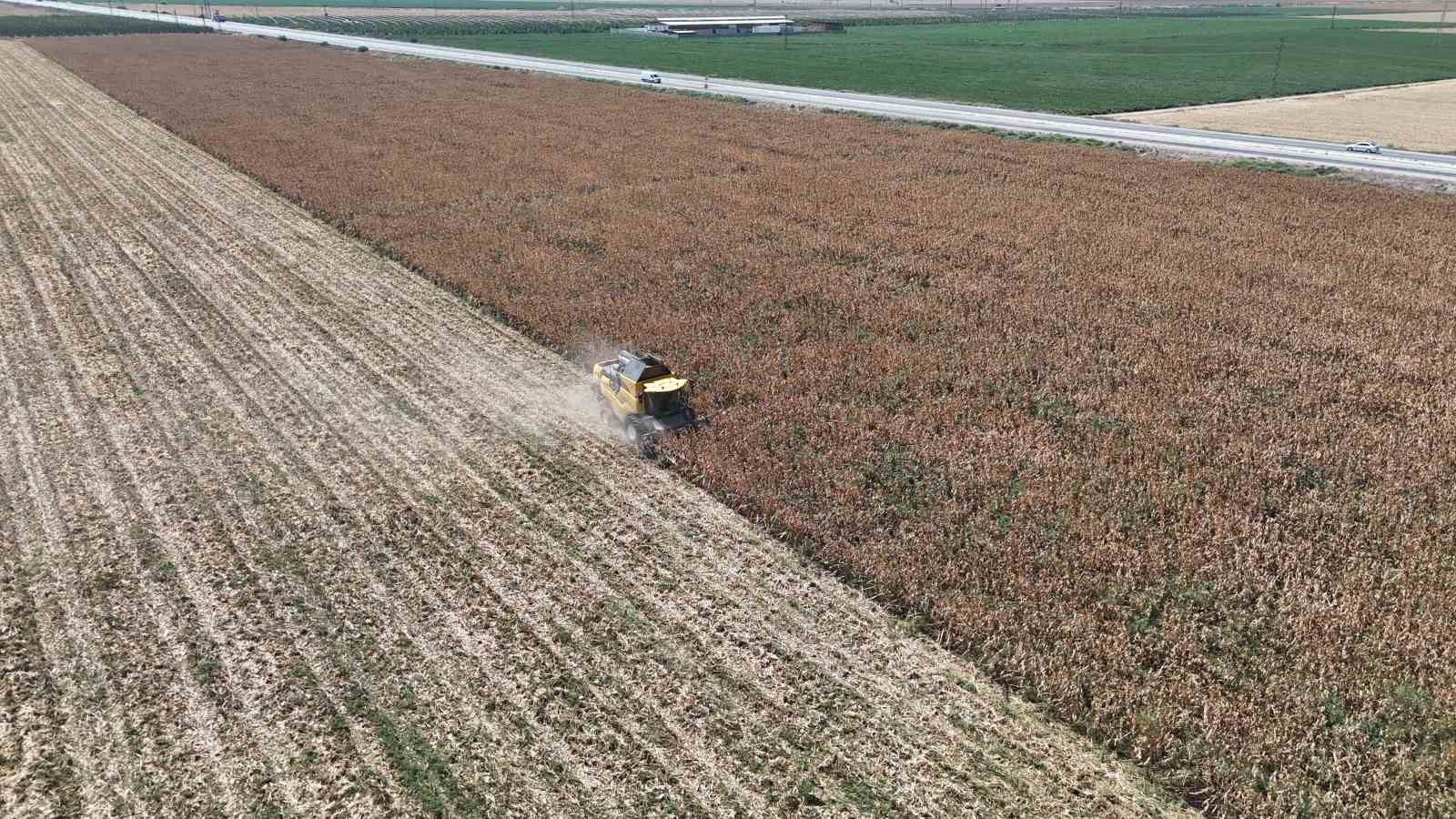 Son 65 yılın ek kurak yılının yaşandığı Amik Ovası’nda mısır hasadında rekolte kaybı yaşandı