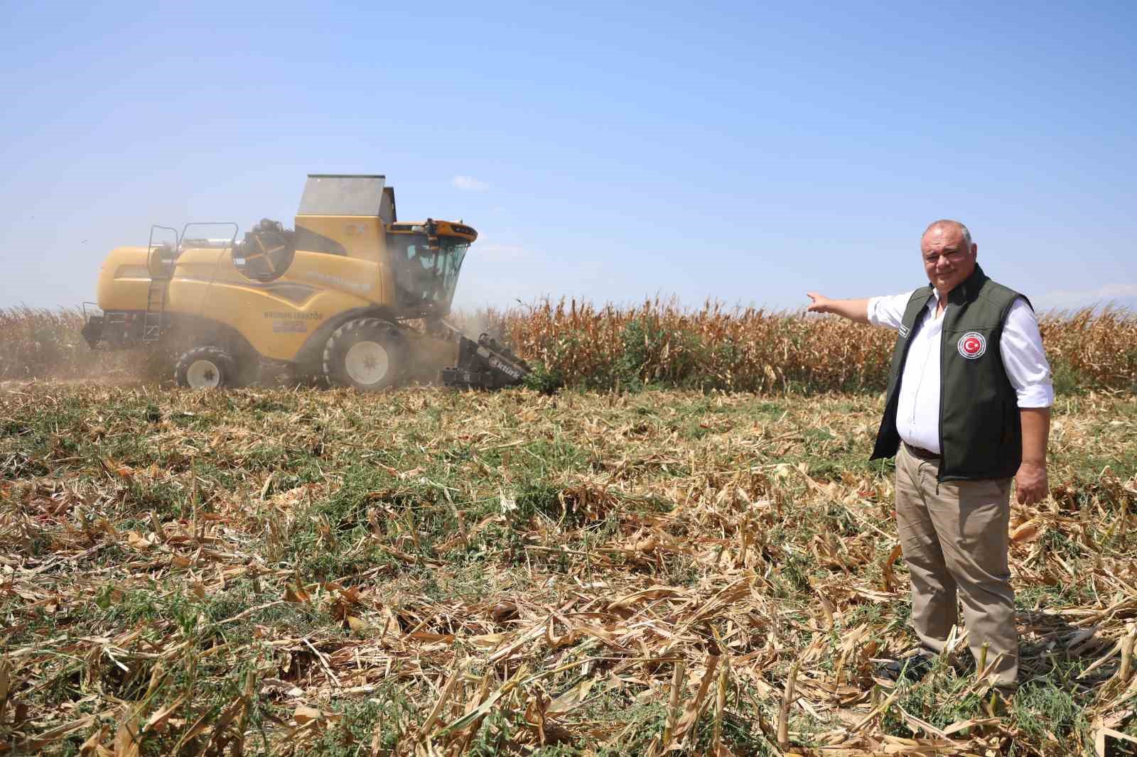 Son 65 yılın ek kurak yılının yaşandığı Amik Ovası&rsquo;nda mısır hasadında rekolte kaybı yaşandı
