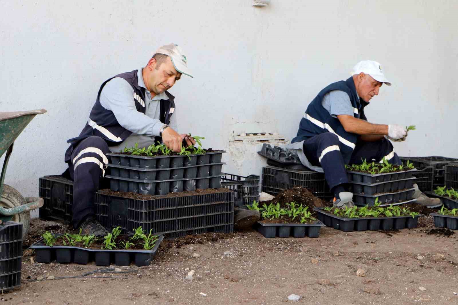 Diyarbakır&rsquo;da &Ccedil;in karanfili &uuml;retimine başlandı
